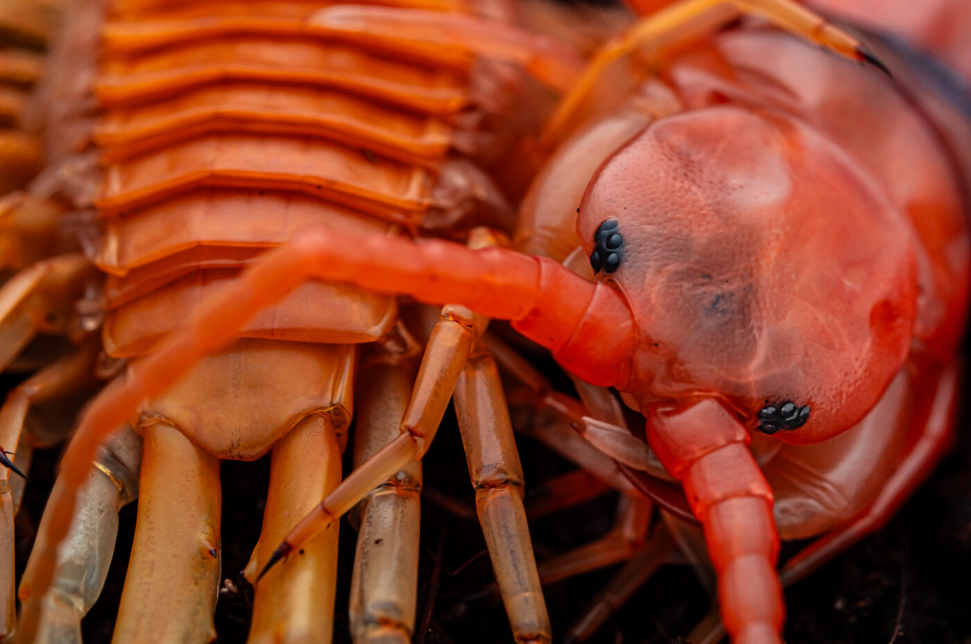 Scolopendra dehaani “Cherry Red”