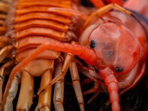 Scolopendra dehaani “Cherry Red”