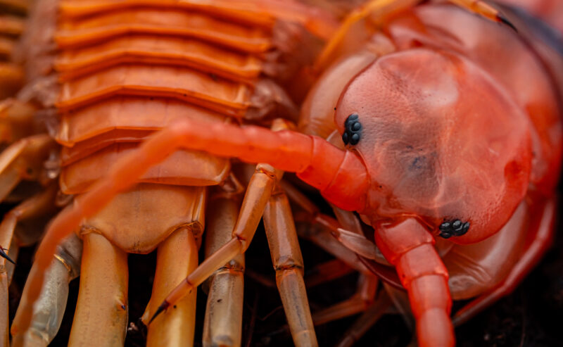 Scolopendra dehaani “Cherry Red”