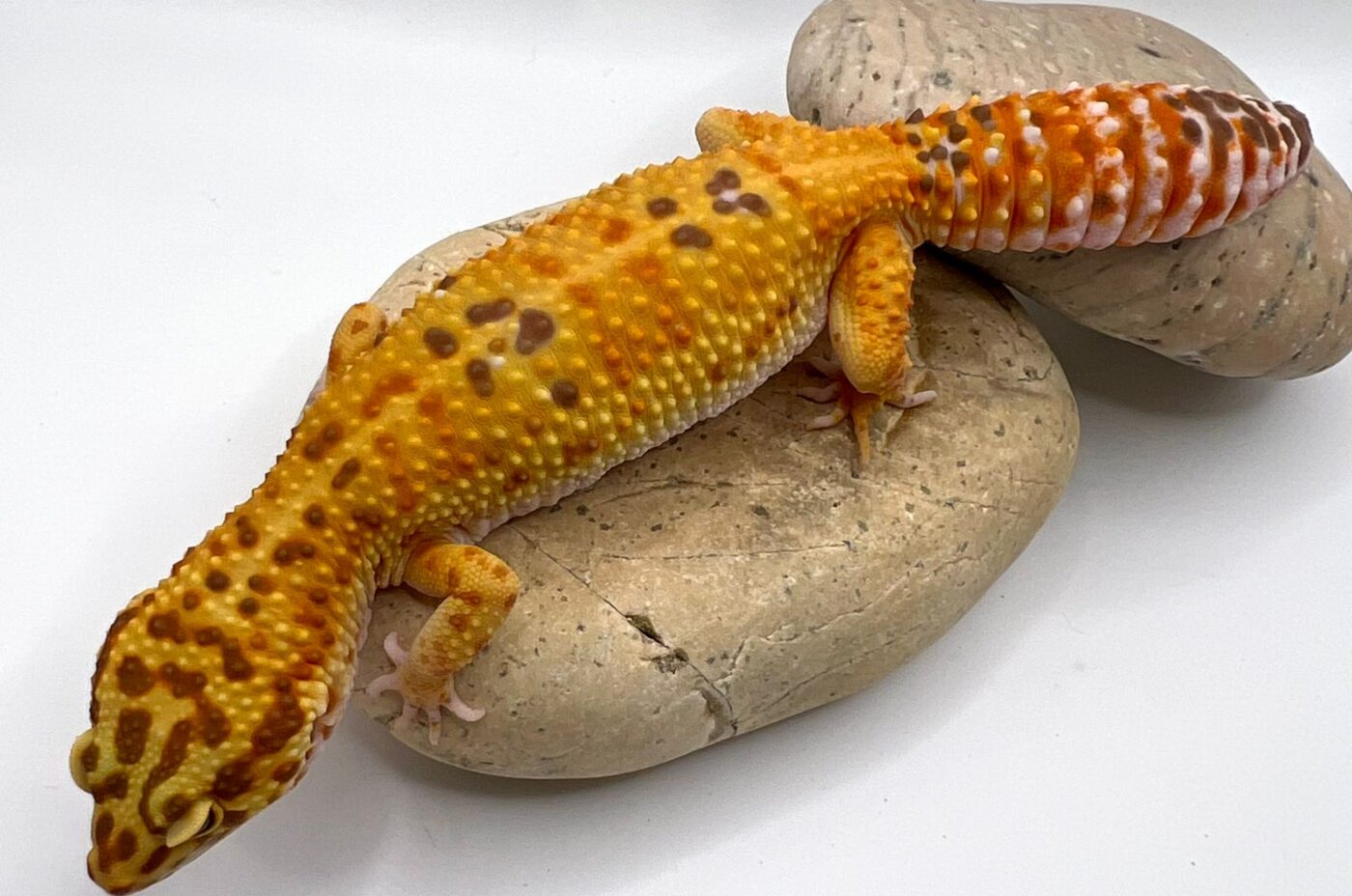 SCHEDA ALLEVAMENTO EUBLEPHARIS MACULARIUS