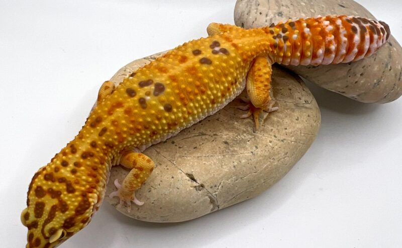 SCHEDA ALLEVAMENTO EUBLEPHARIS MACULARIUS