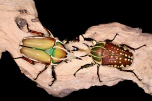 Mecynorrina torquata ugandensis (MTU)