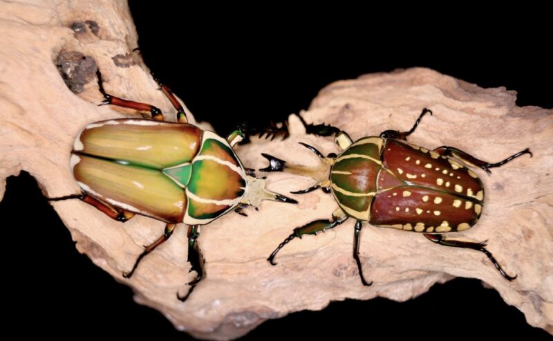Mecynorrina torquata ugandensis (MTU)
