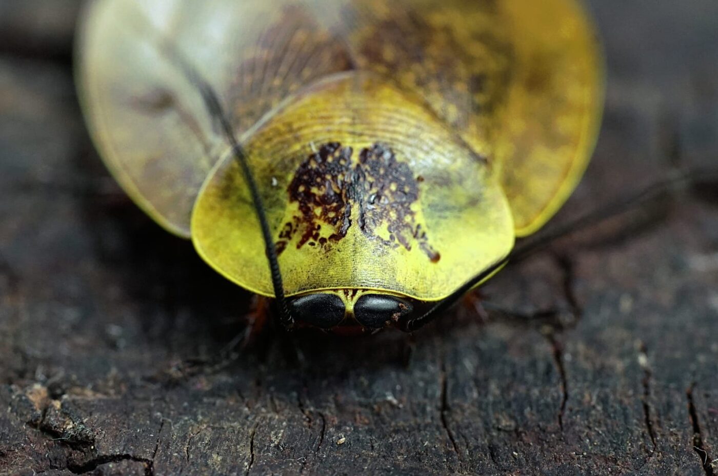 Gyna spp. le “blatte di porcellana”