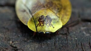 Gyna spp. le “blatte di porcellana”
