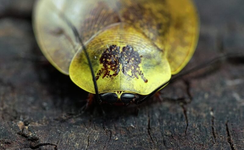 Gyna spp. le “blatte di porcellana”
