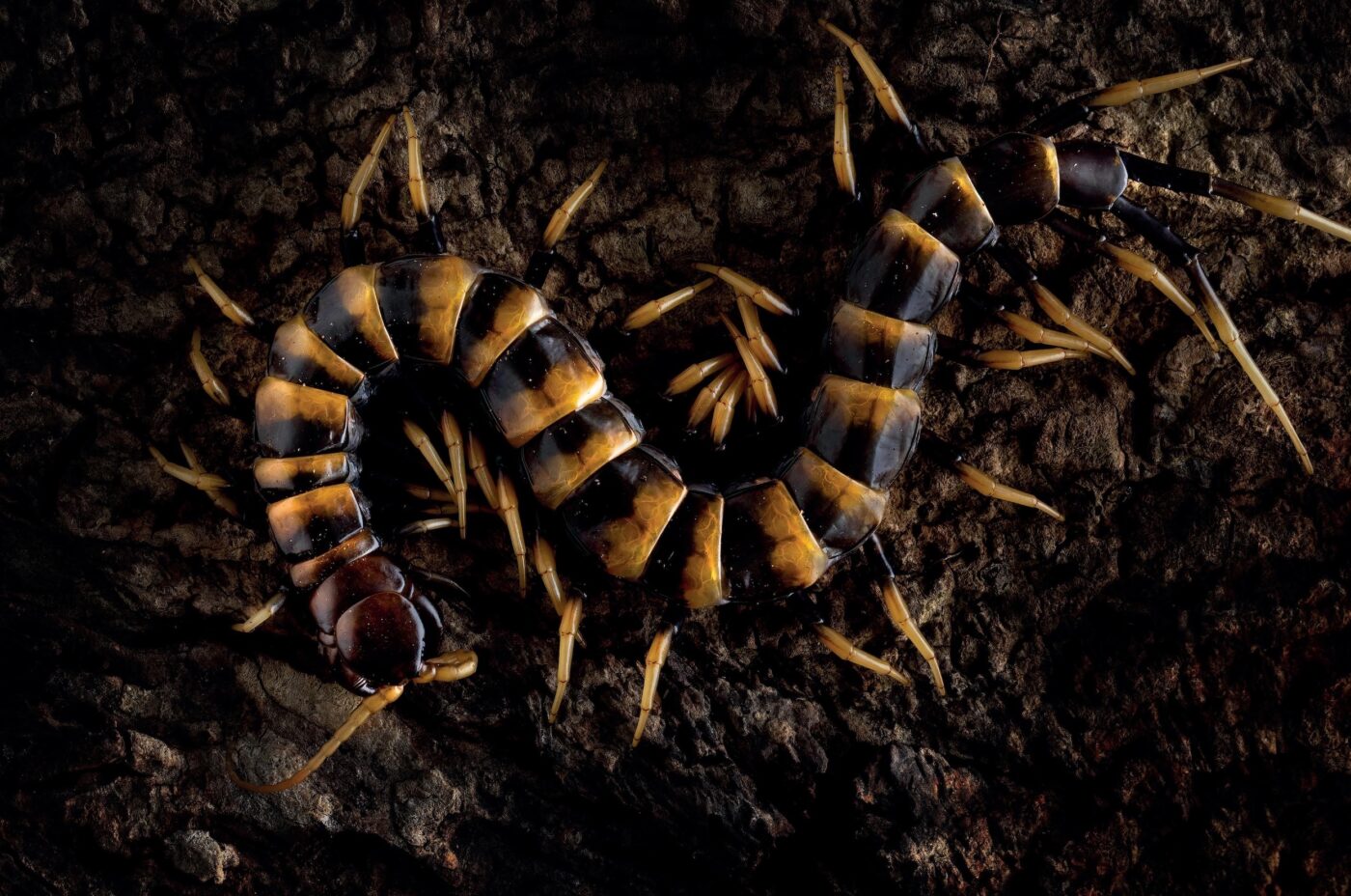 Report morso S.subspinipes piceoflava