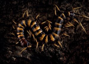 Report morso S.subspinipes piceoflava