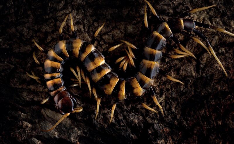 Report morso S.subspinipes piceoflava