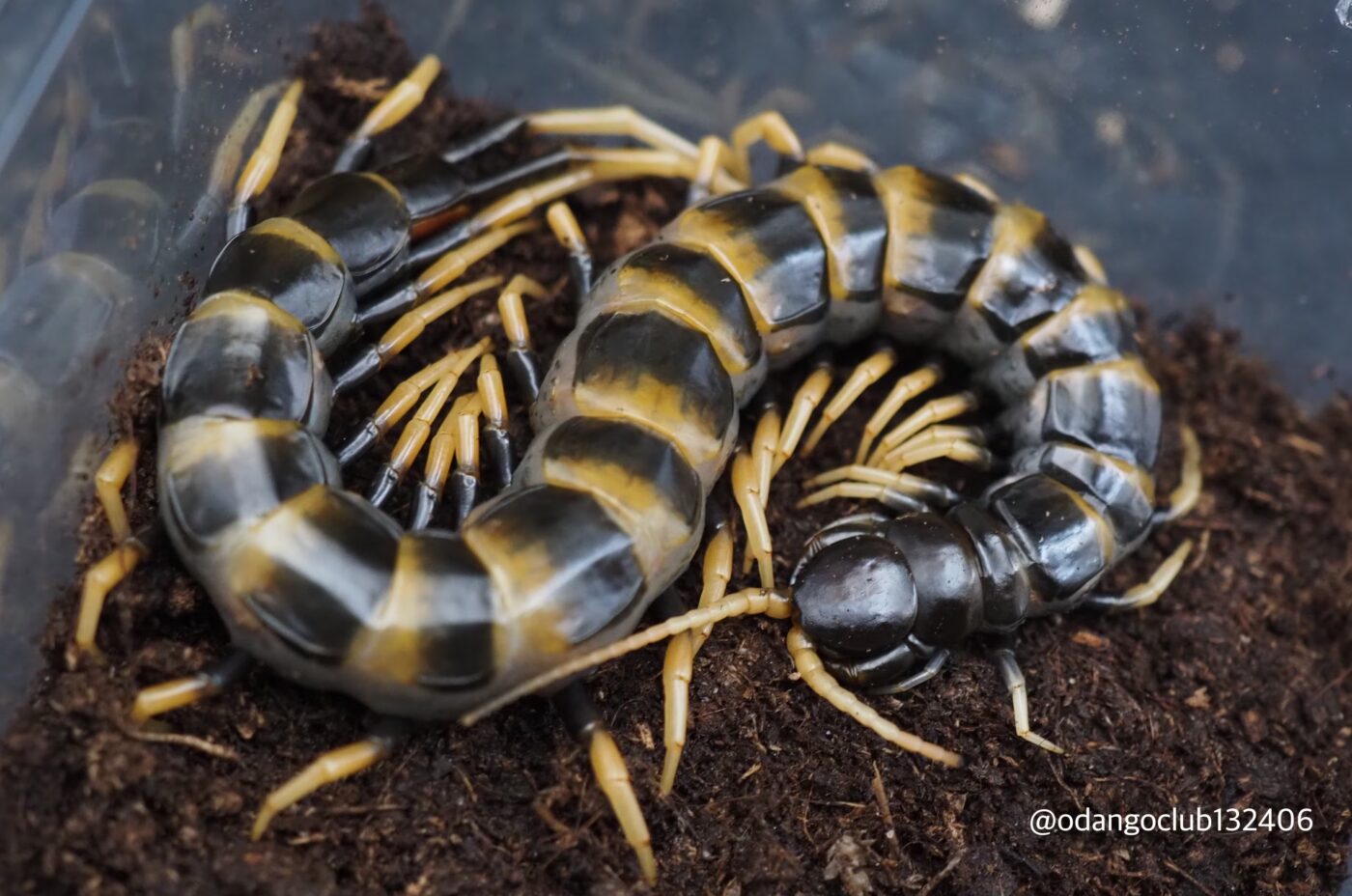 Report morso S.subspinipes piceoflava