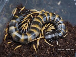 Report morso S.subspinipes piceoflava