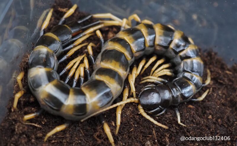 Report morso S.subspinipes piceoflava