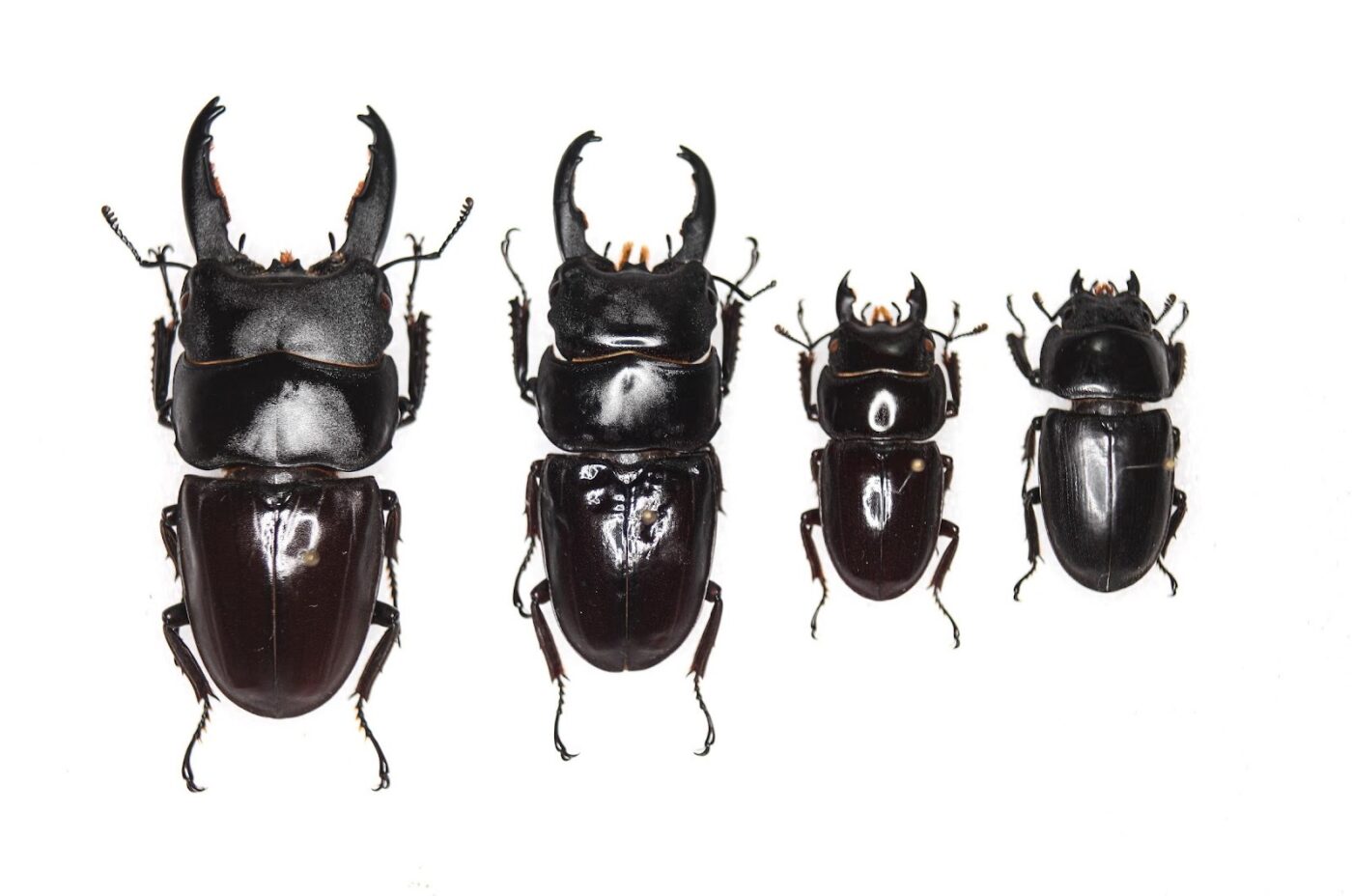Scheda di allevamento Dorcus taurus gypaetus