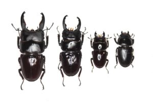 Scheda di allevamento Dorcus taurus gypaetus
