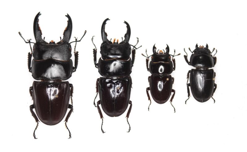 Scheda di allevamento Dorcus taurus gypaetus